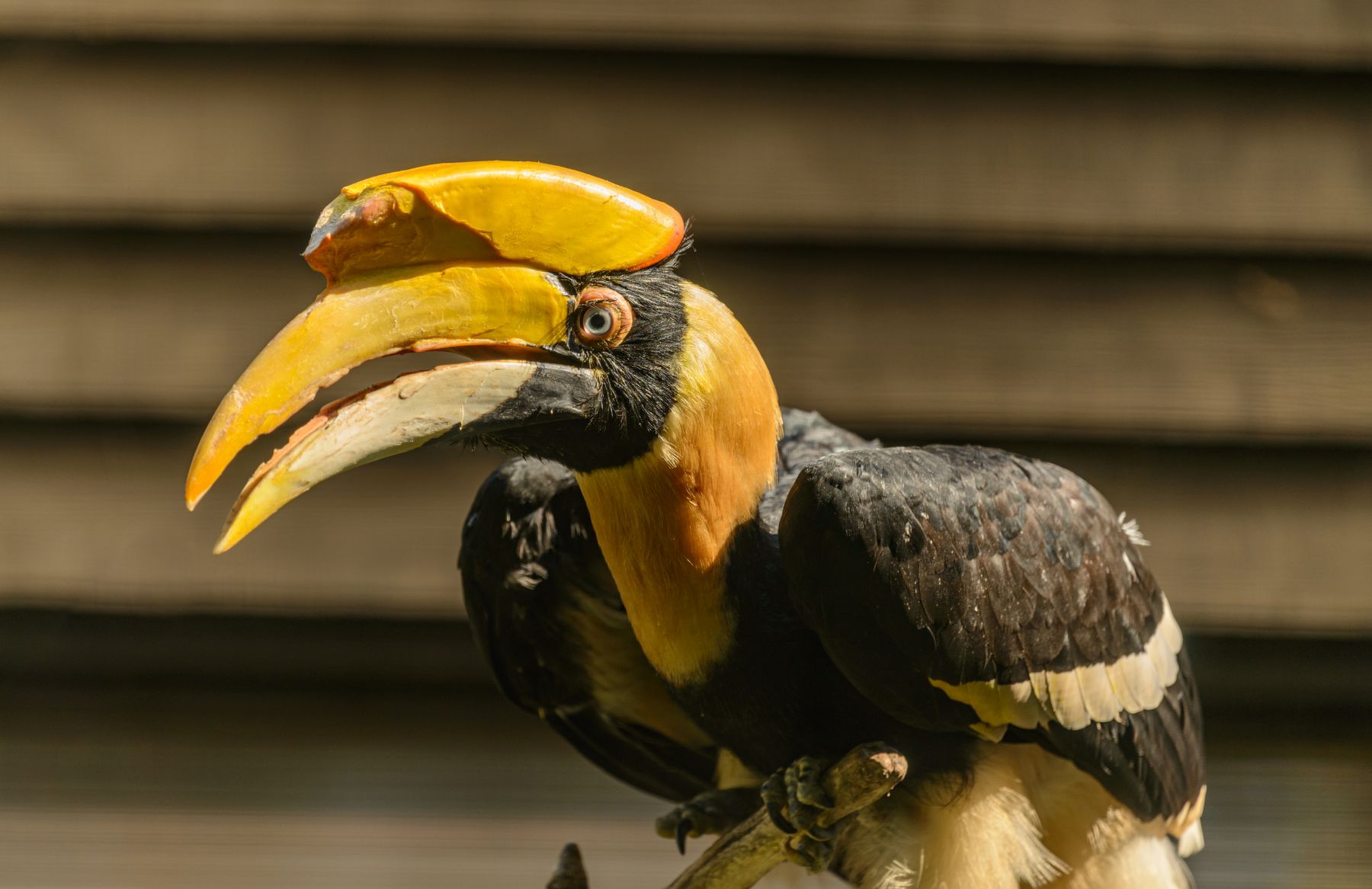 A great hornbill in profile with its full yellow beak visible
